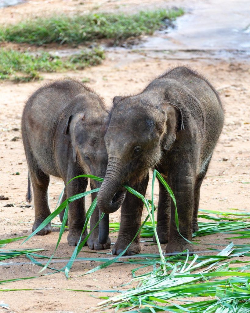 elephantorphanagesrilanka.com