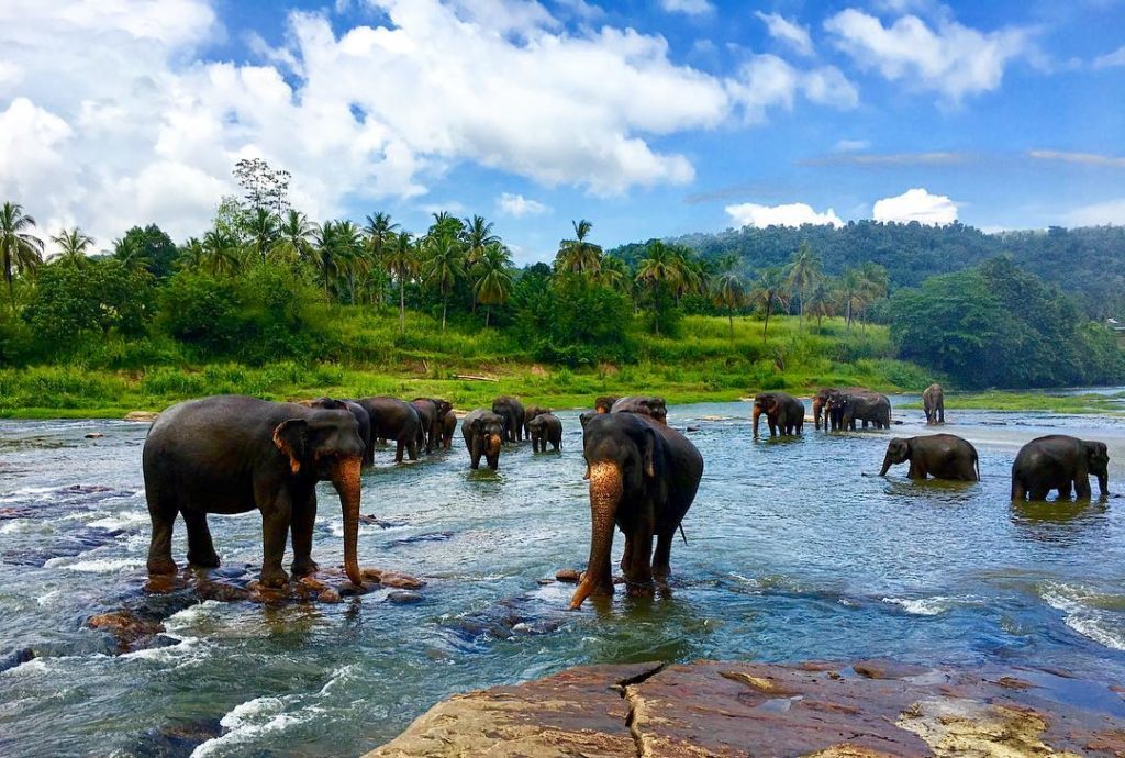 Pinnawala Elephant Orphanage Sri Lanka