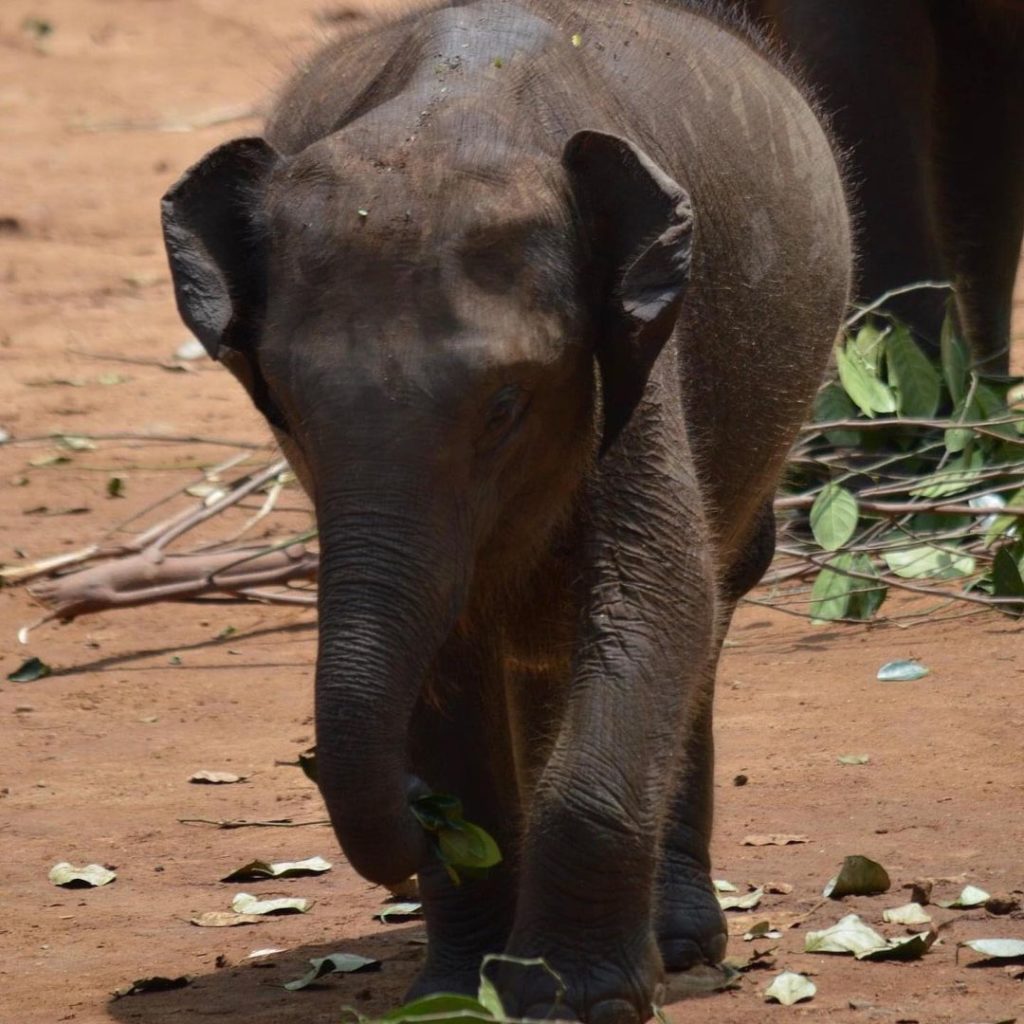 Udawalawe Elephant Transfer Home