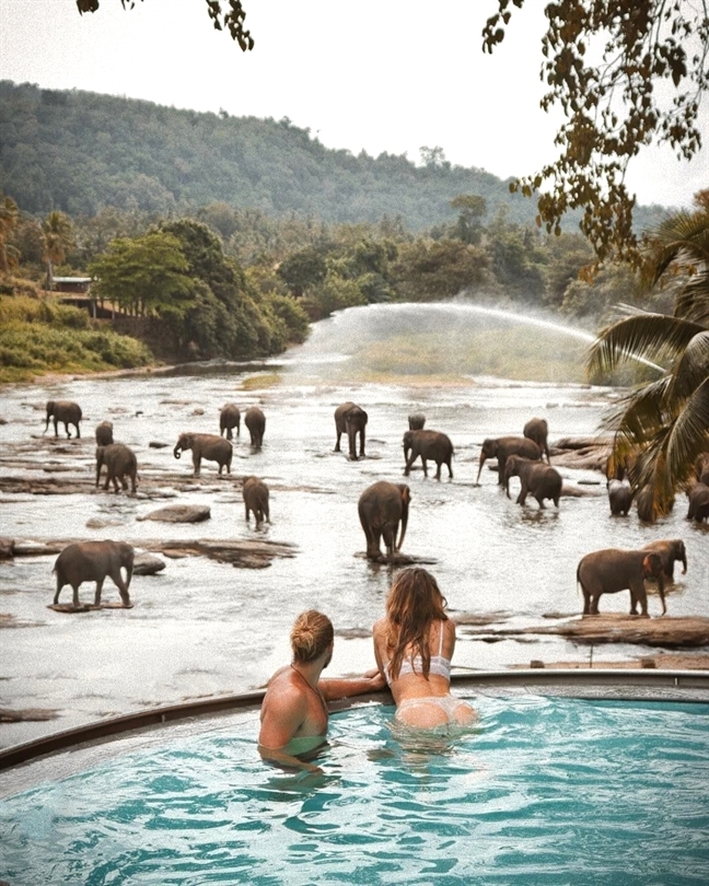 Pinnawala Elephant Orphanage Sri Lanka