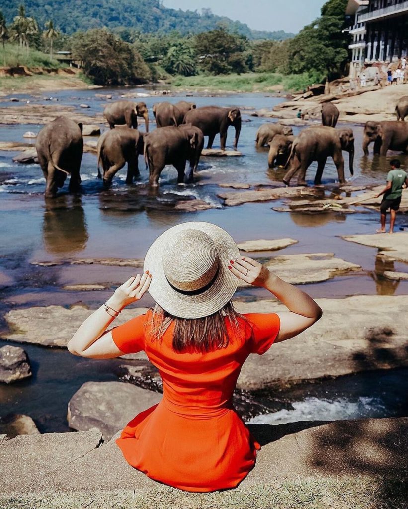 Pinnawala Elephant Orphanage Sri Lanka