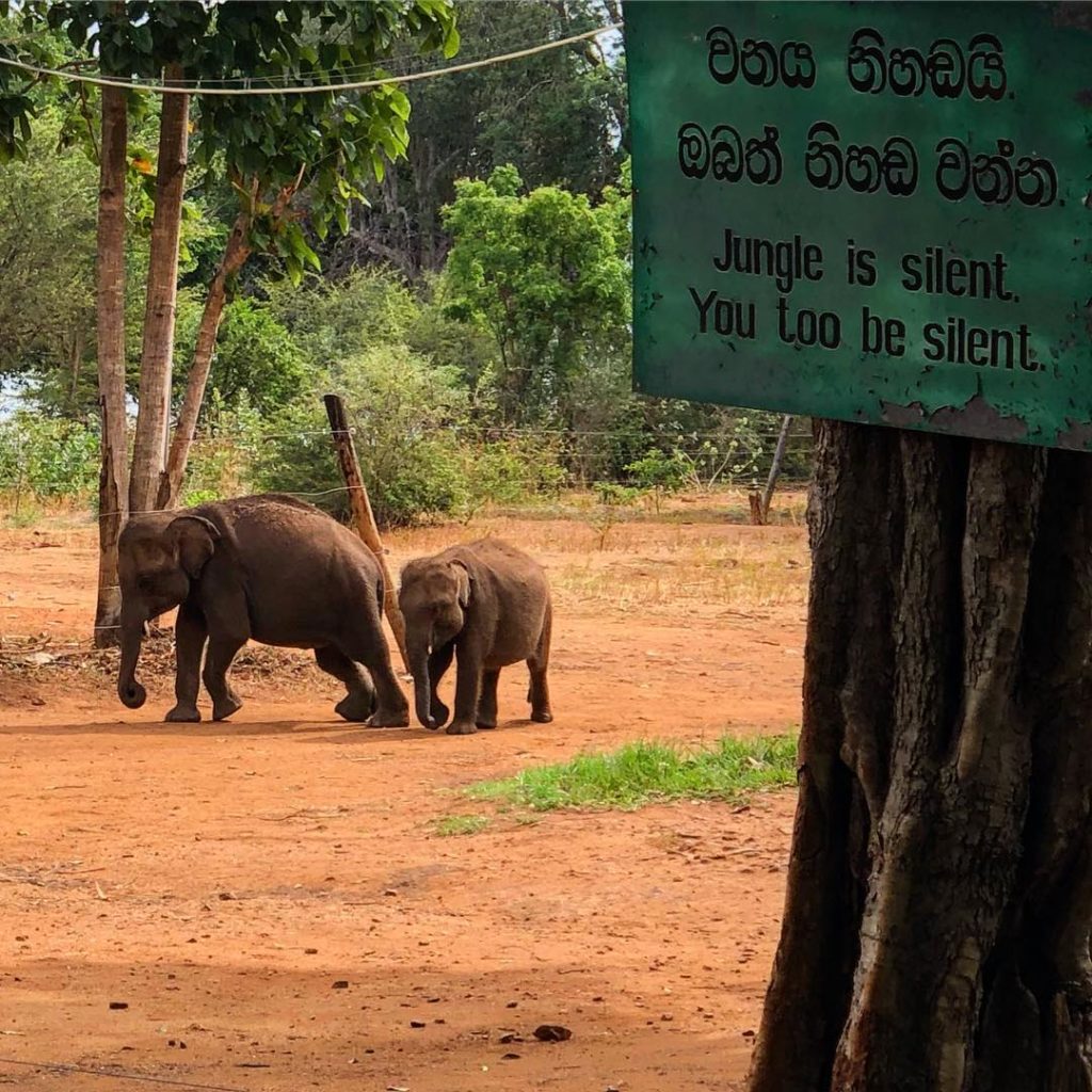 Udawalawe Elephant Transfer Home
