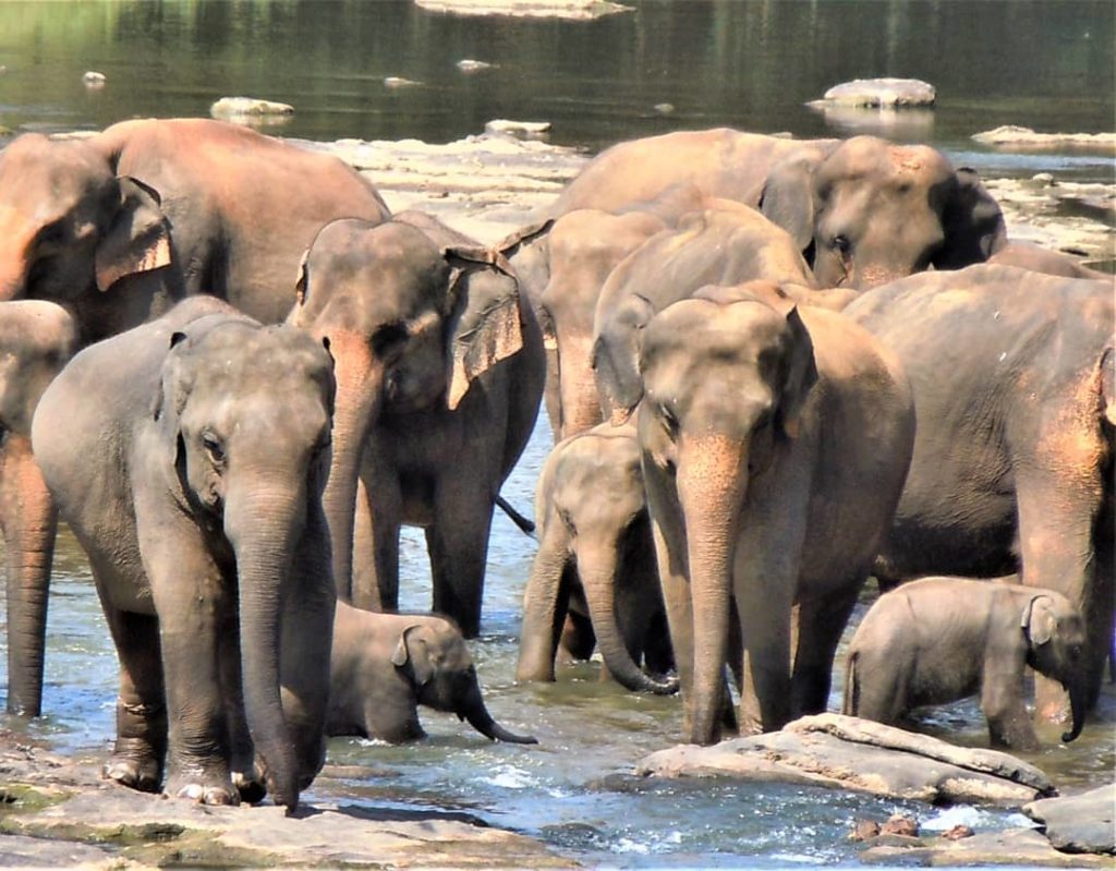 Pinnawala Elephant Orphanage