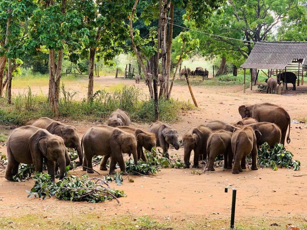 Elephant Transit Home Ethical