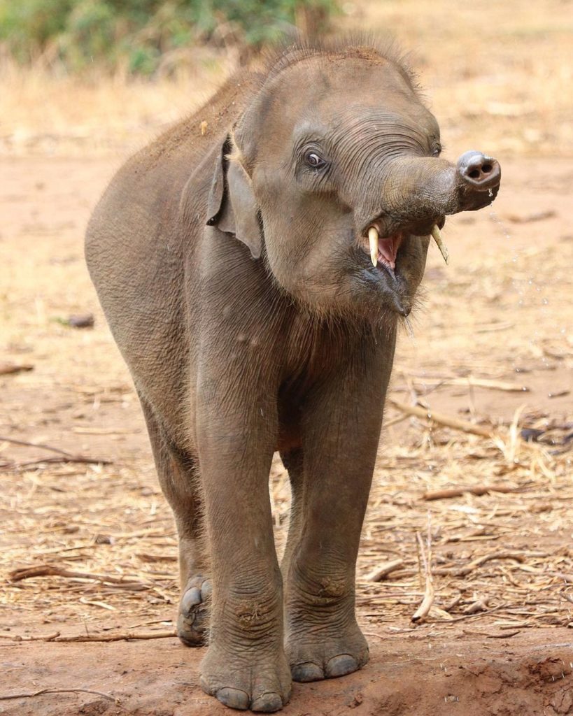Udawalawe Elephant Transfer Home