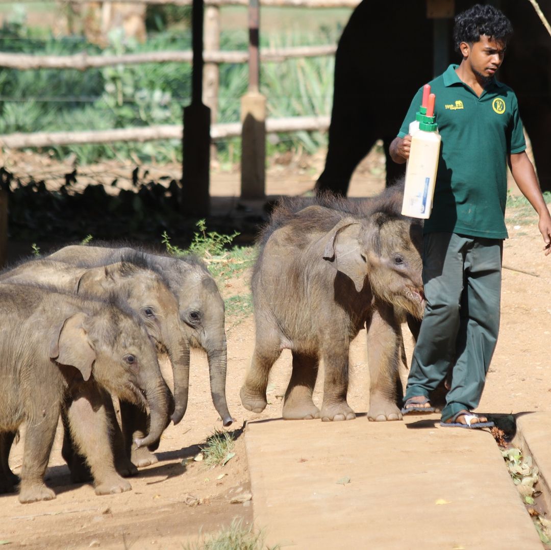 Udawalawa Elephants Transit Home - Elephant Orphanage Sri Lanka