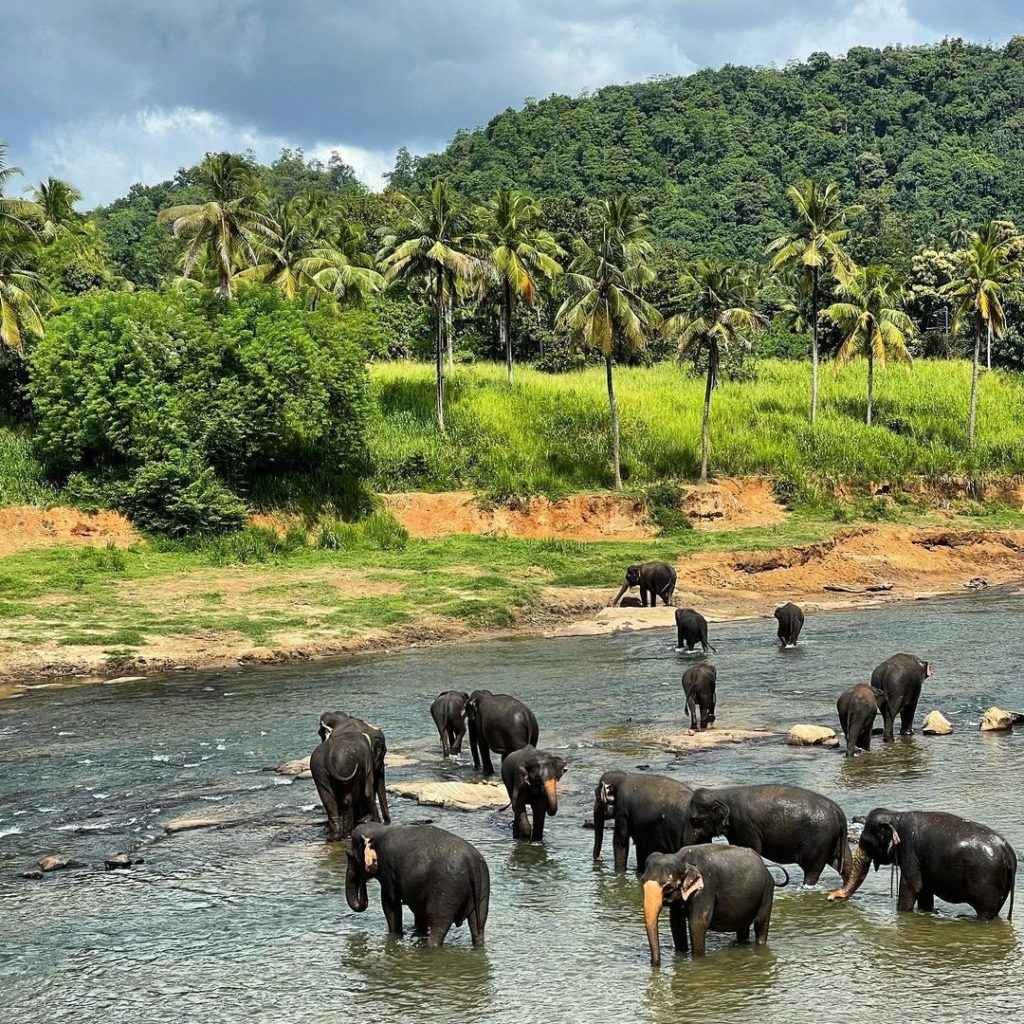 Pinnawala Elephant Orphanage Sri Lanka