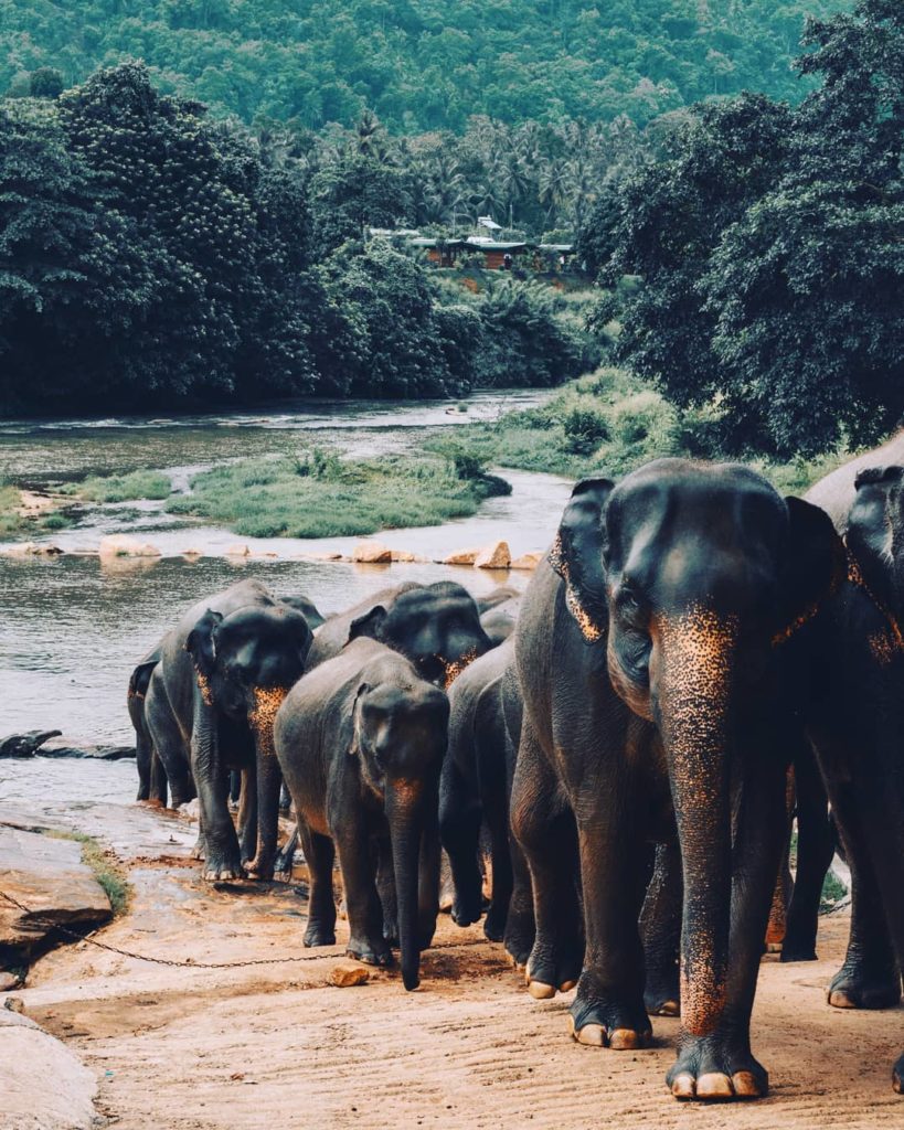 Pinnawala Elephant Orphanage Sri Lanka