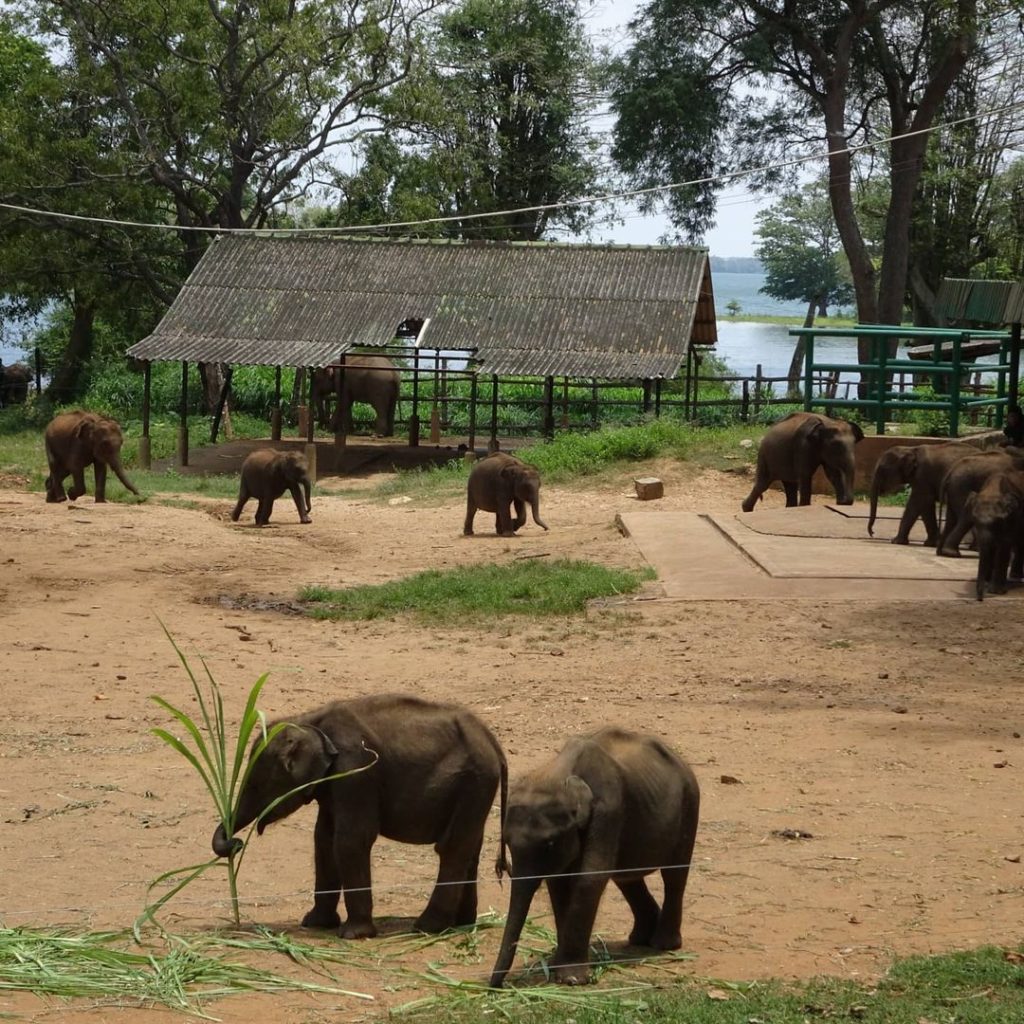 Udawalawe Transit Home Ticket Price