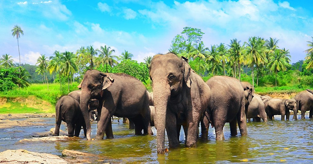 Pinnawala Elephant Orphanage Sri Lanka
