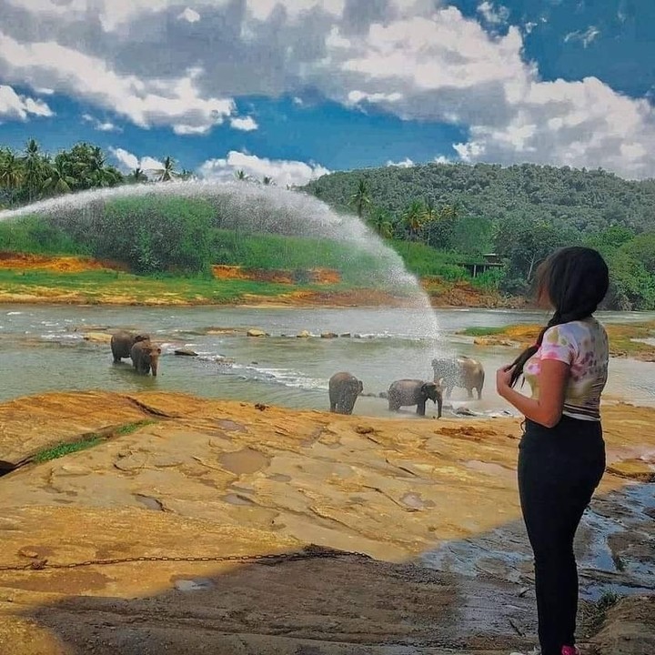 Pinnawala Elephant Orphanage Sri Lanka