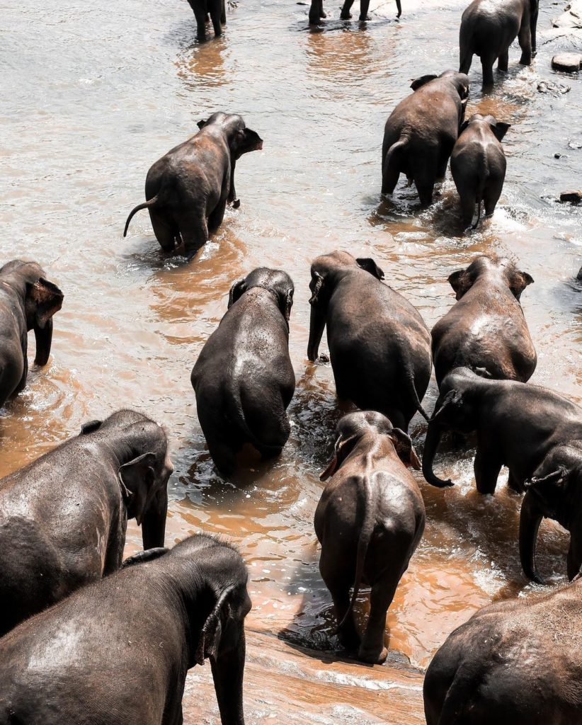Pinnawala Elephant Orphanage Sri Lanka