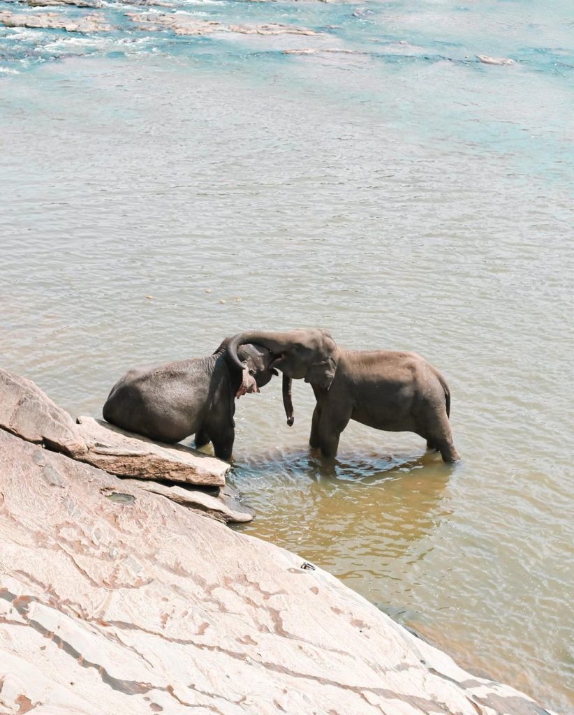 Pinnawala Elephant Orphanage Sri Lanka