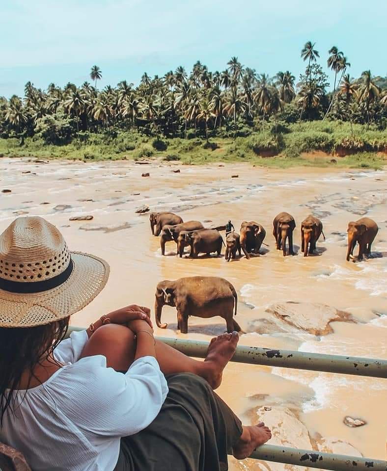 Pinnawala Elephant Orphanage