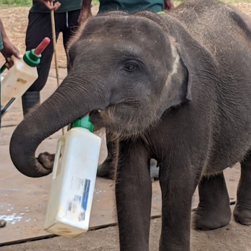 Udawalawe Elephant Transfer Home